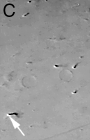 moc2_171c_msss_i1.gif