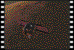 m9808p.gif